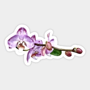 Pale Magenta Phalaenopsis Sticker